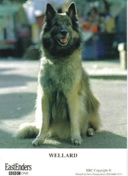 wellard.jpg