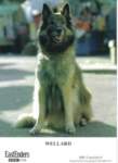 wellard_small.jpg